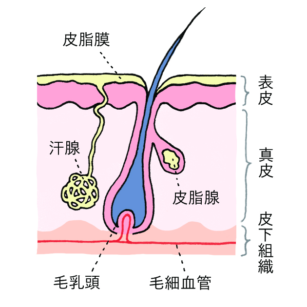 イラストレーター矢野すみれ　主婦の友社 Ray 7月号「その毛穴、どうにかしなきゃ！」毛穴の断面図イラスト